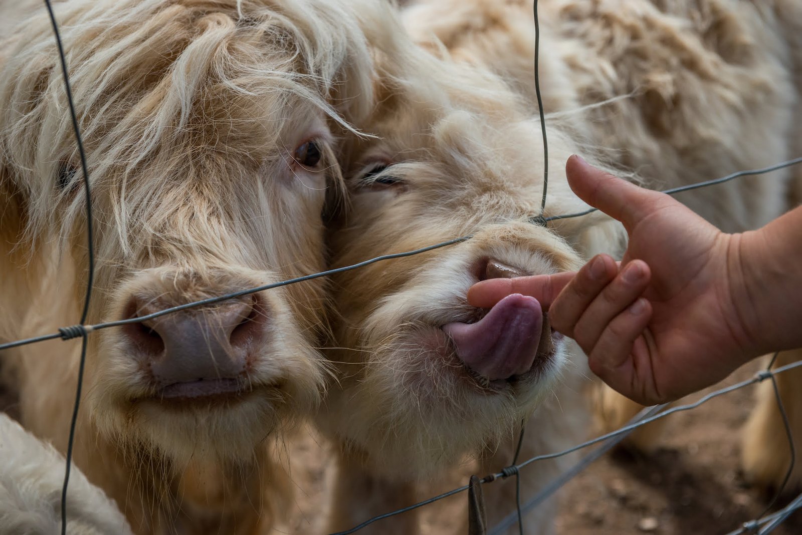 Highland Cows in Petting Zoo, located in Michigan.