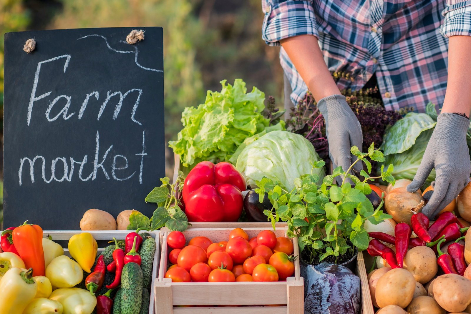 Farmer lays vegetables on the counter.