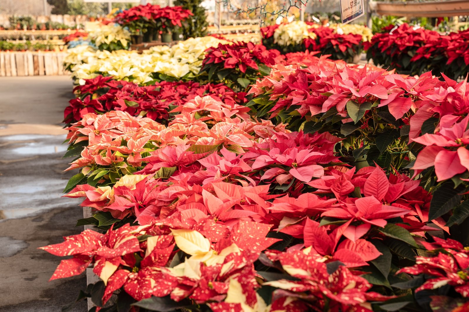 Beautiful poinsettias blooming at greenhouse, ready for the Christmas holiday season.