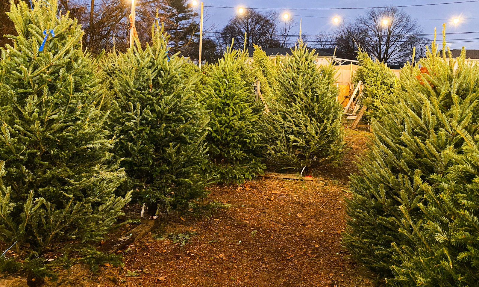 Christmas trees for sale at a farm stand on the side of a road at dusk with lights on above. Tree Farm in Michigan.