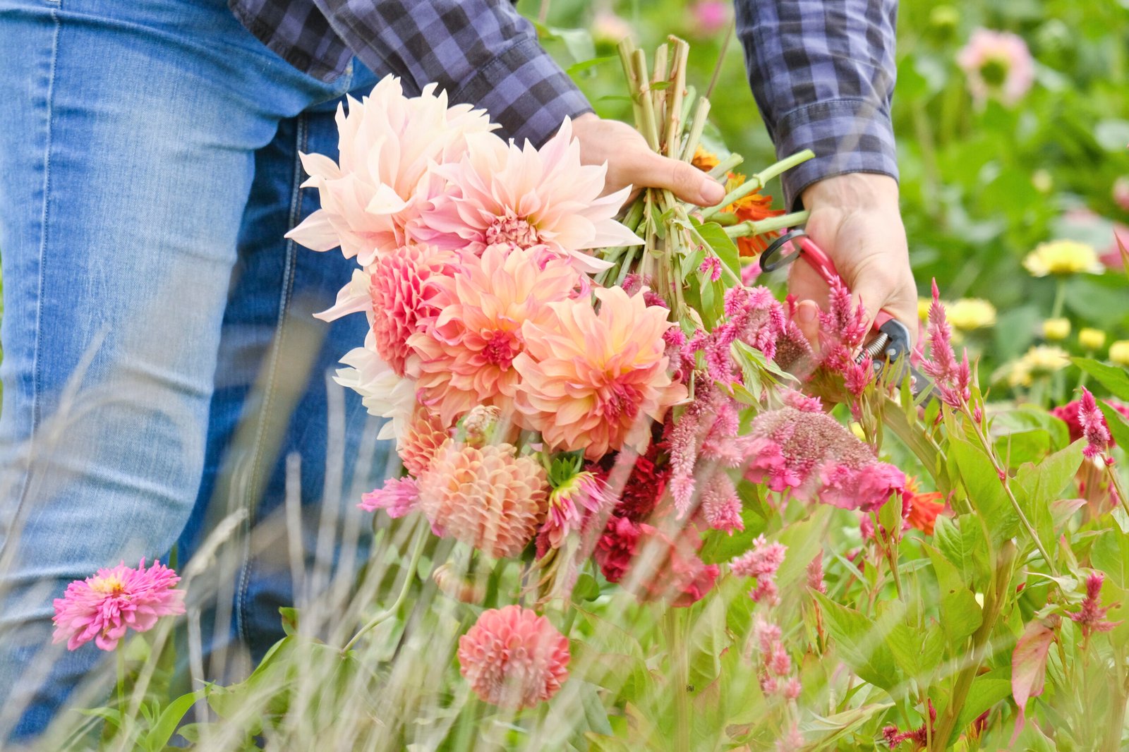 Slow Flower - sustainable organic cut flowers directly from the field and with short distances to the consumer. These flowers are particularly robust because they are reared in the natural cycle.