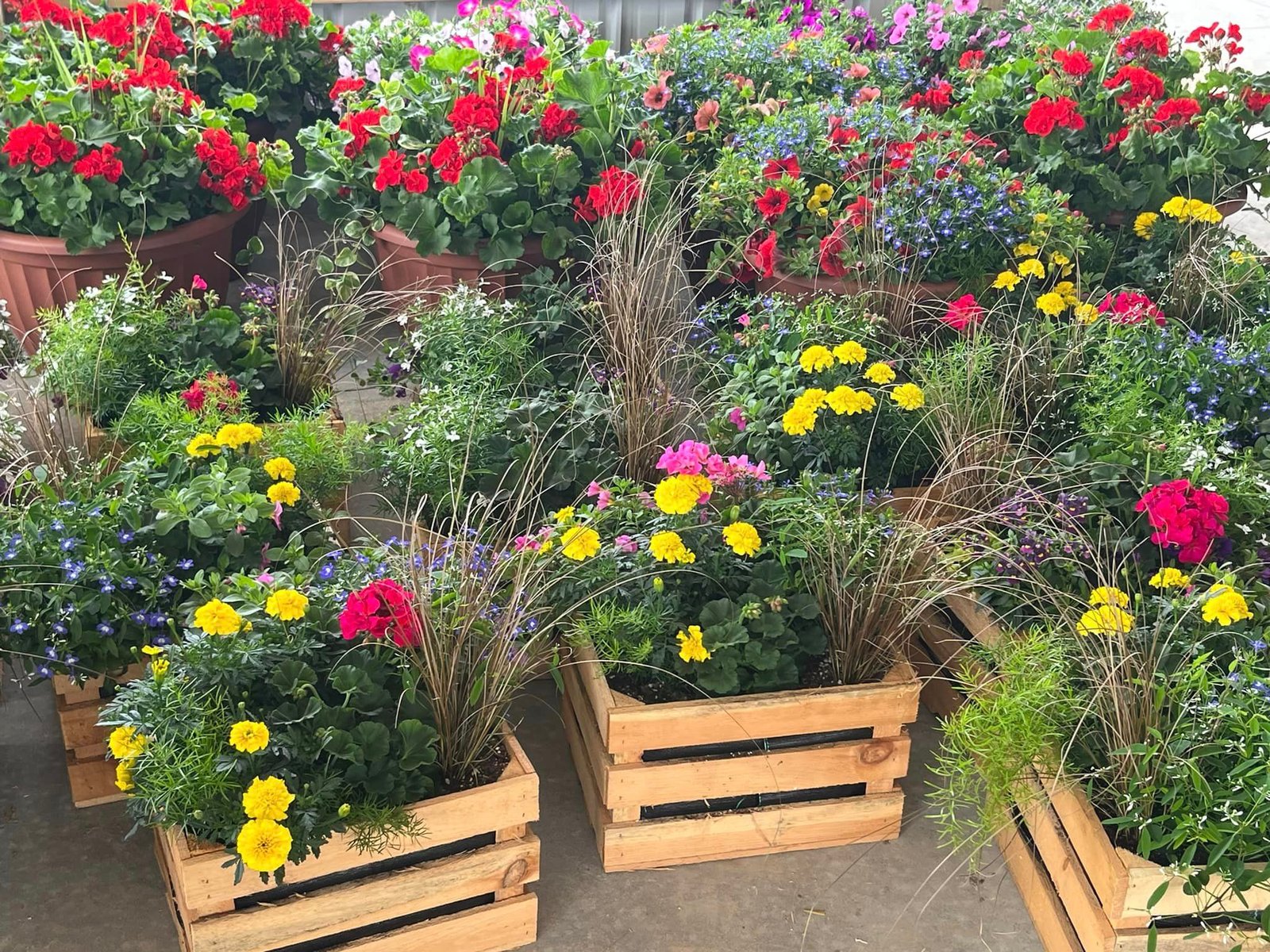 Colorful flowers planted in wood crates