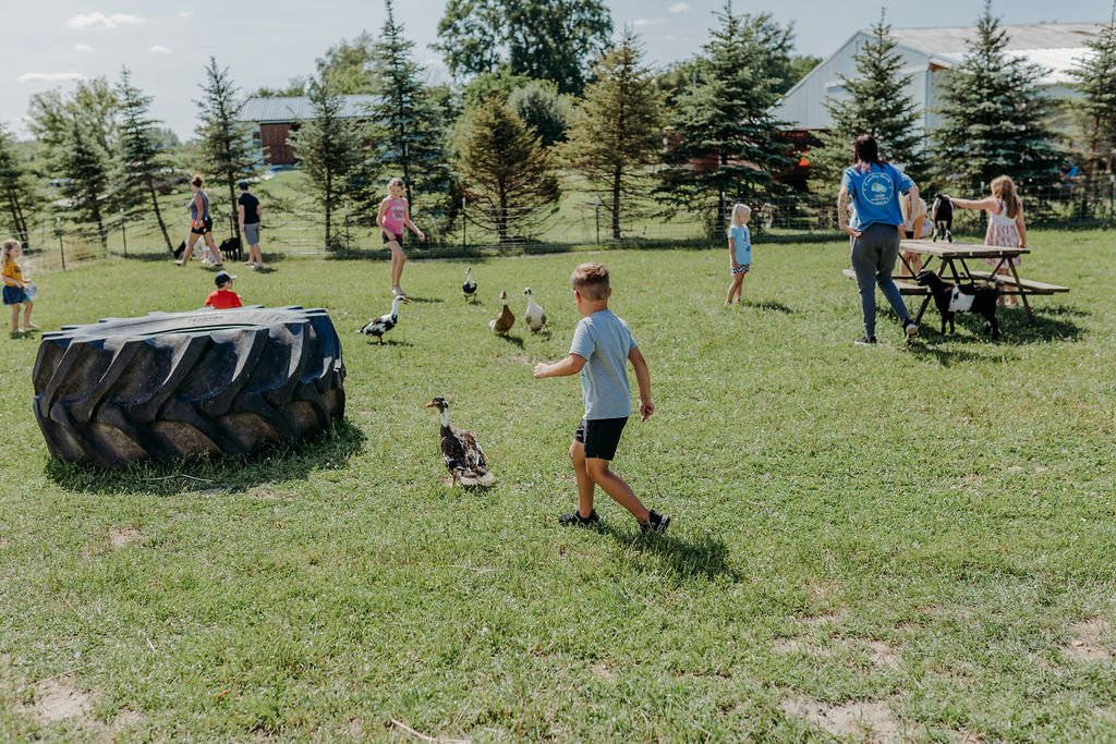 Children chasing animals in petting farm.