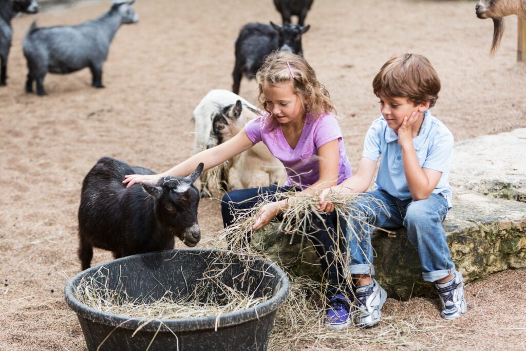 Kids Playing with Goats