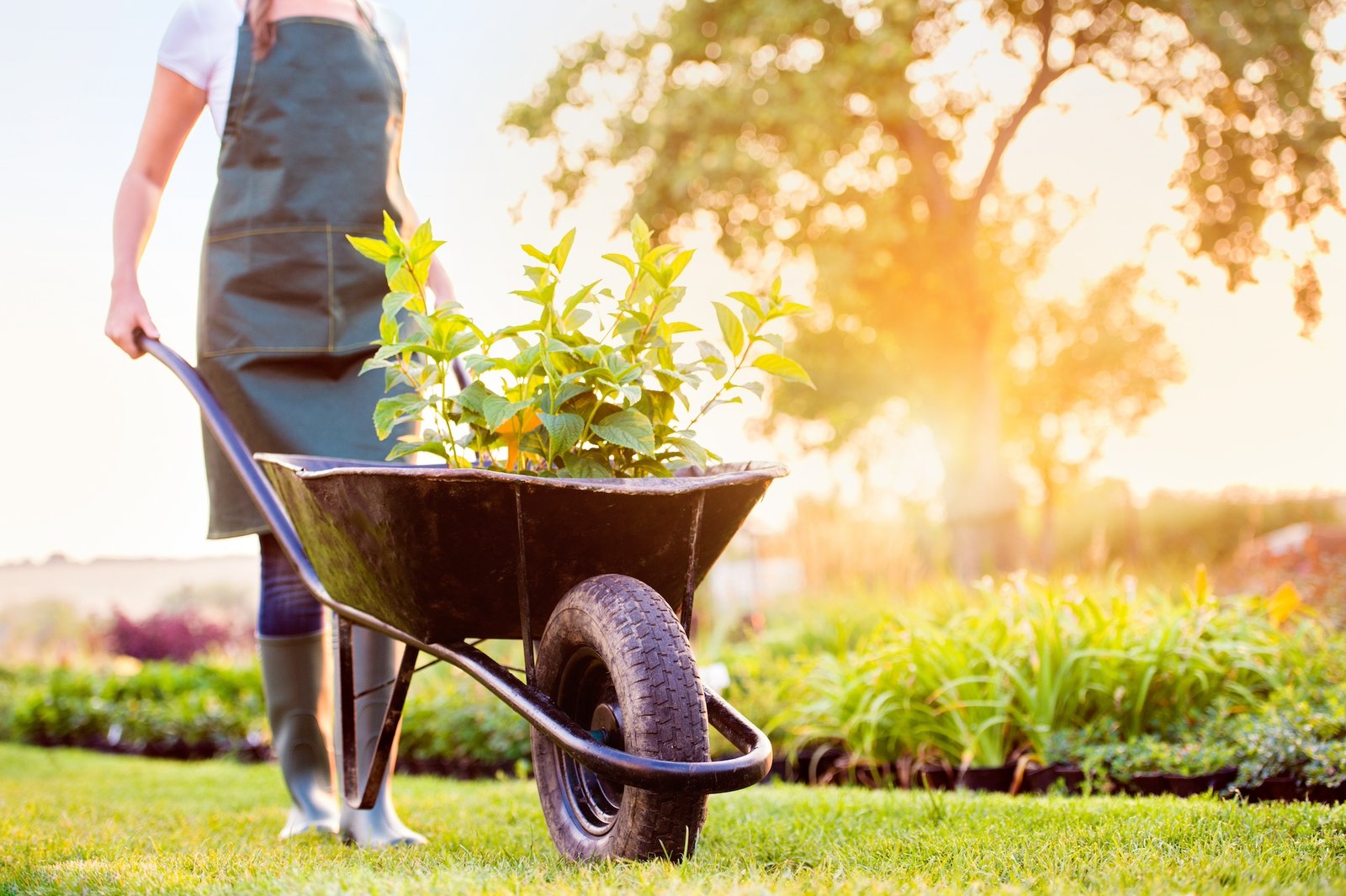 Spring Photo pushing wheelbarrow with seedlings