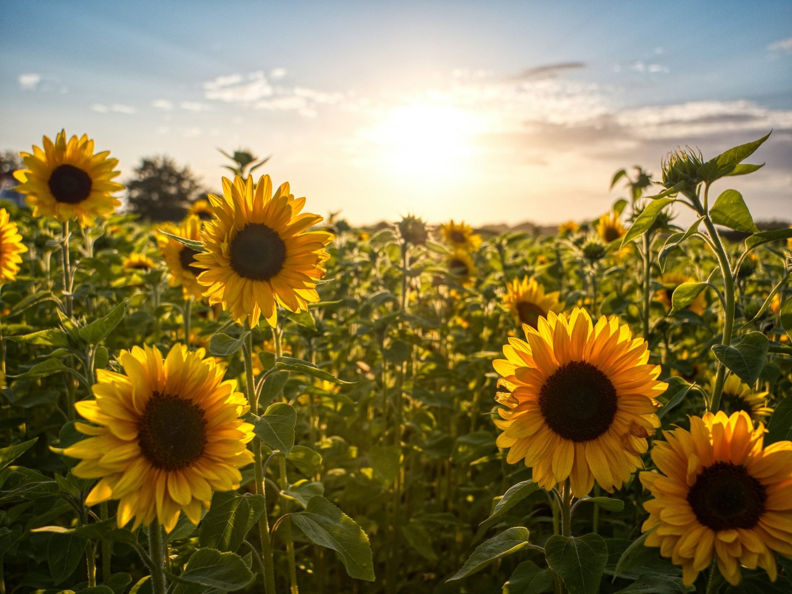 allyson beaucourt Sunflowers scaled